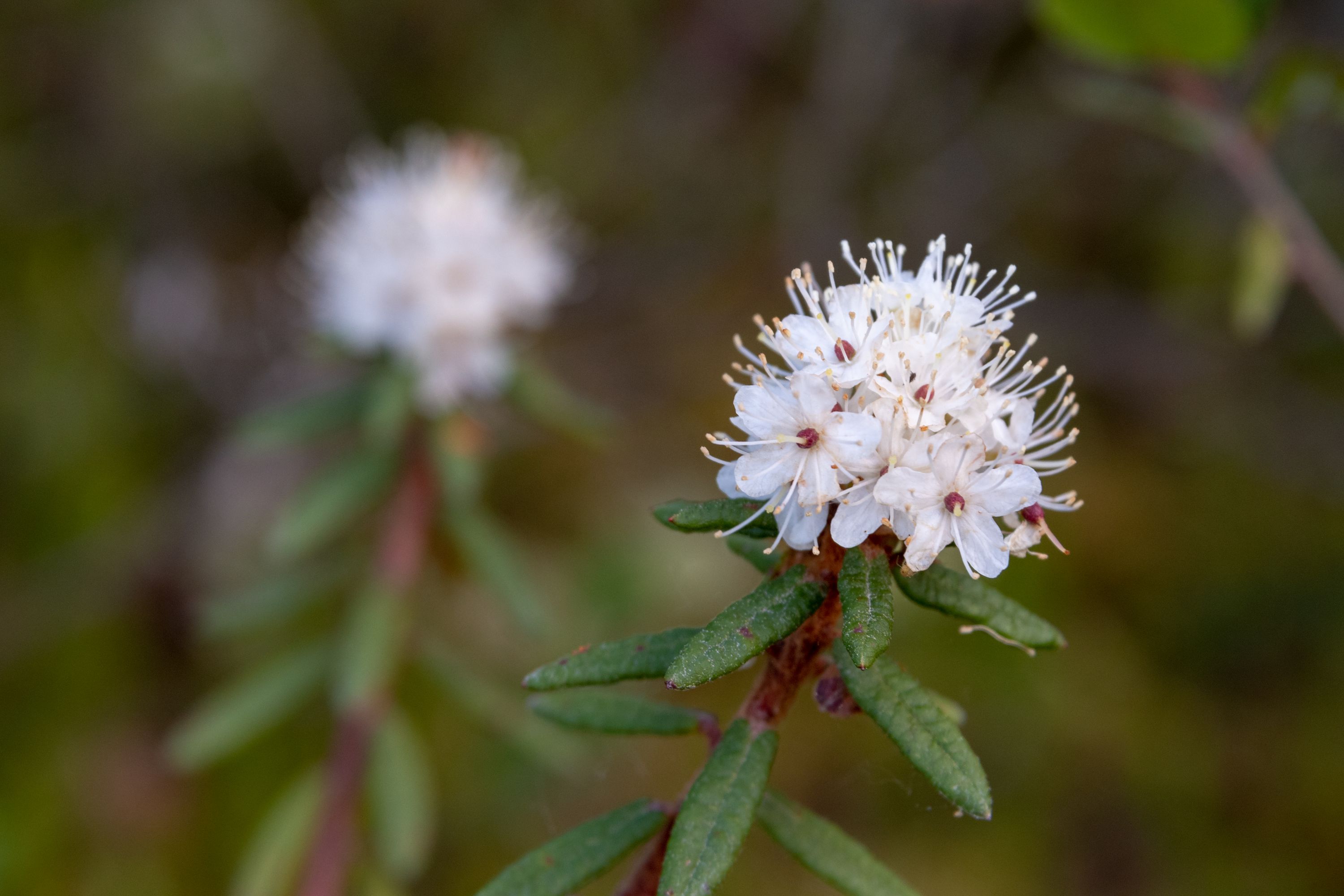 Gros plan sur des fleurs sauvages blanches du Yukon