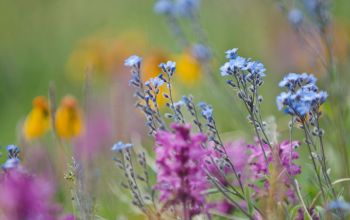 Fleurs sauvages du Yukon