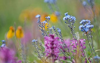 Colourful Yukon wildflowers up close
